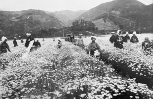 除虫菊伝来とライオンケミカルの歴史　－後編－