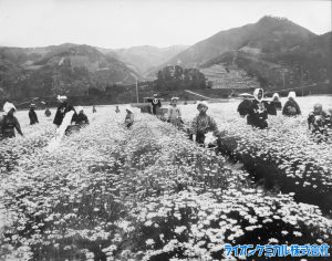 除虫菊伝来とライオンケミカルの歴史　－後編－