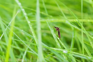 虫よけは蚊に効かない？刺される理由や虫よけの選び方を紹介