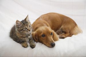 ペットの気になるニオイを消臭するには？原因やお部屋をリフレッシュさせる方法