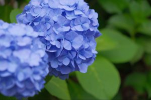 初夏に発生する虫 原因 対策