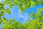 初夏に発生する虫の種類は？発生原因や対策、虫よけスプレーの選び方も紹介！