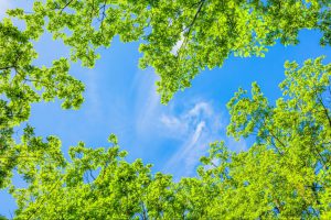初夏に発生する虫の種類は？発生原因や対策、虫よけスプレーの選び方も紹介！