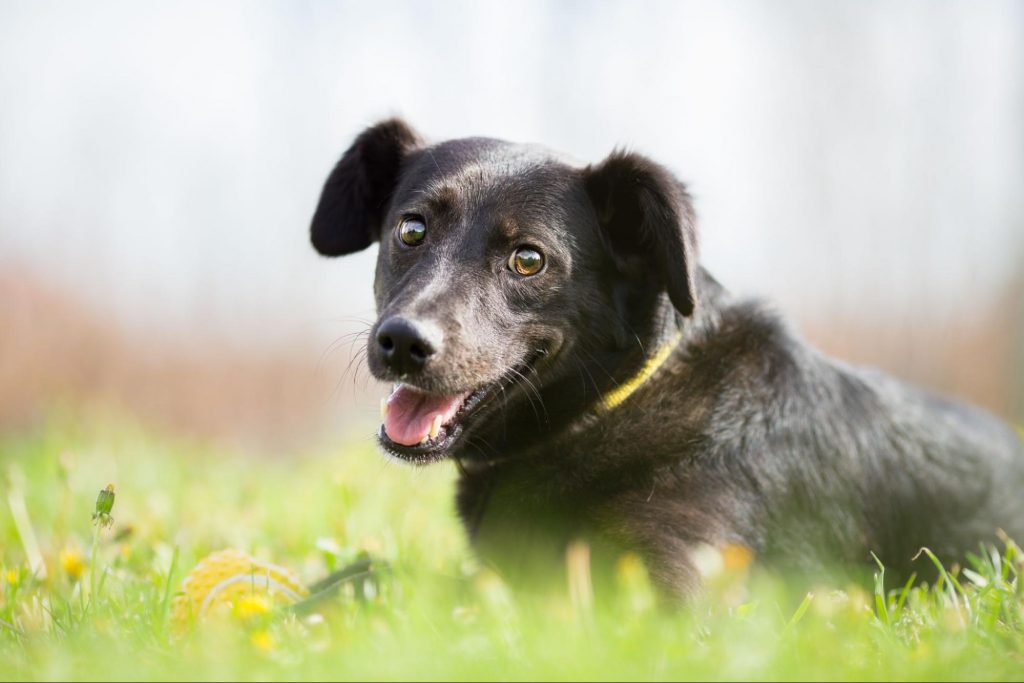 蚊除け 犬