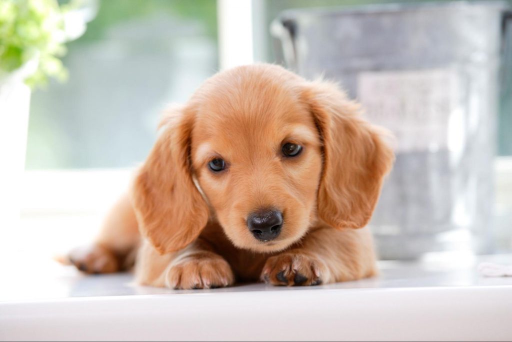 犬（ペット）の蚊除けはどうする？対策の必要性や注意点、専用アイテムの選び方を解説