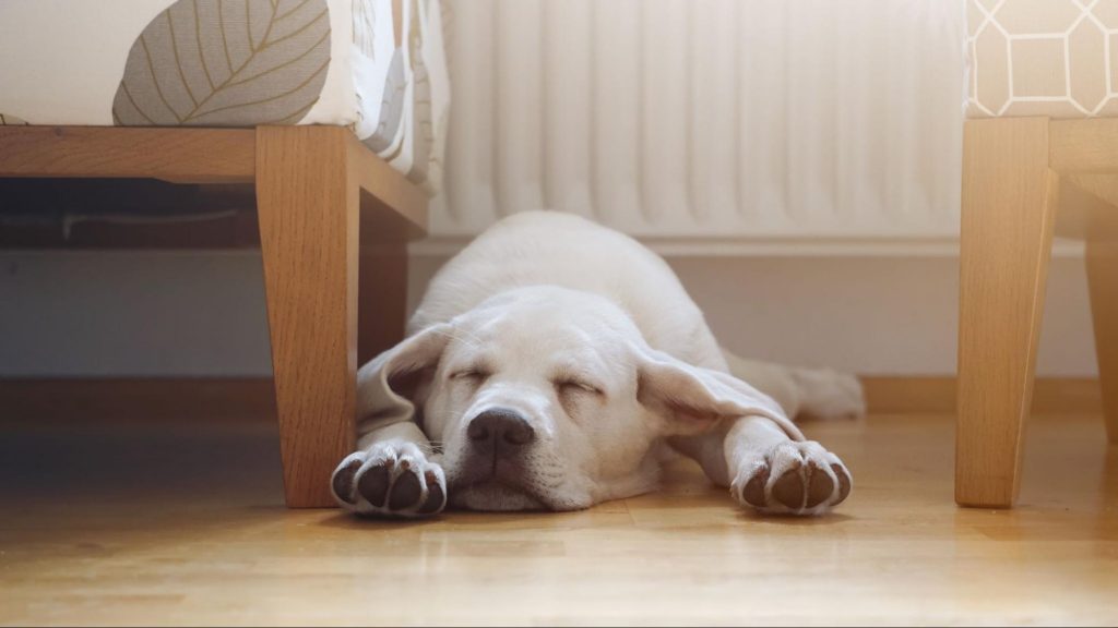 蚊除け 犬